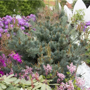 Pinus parviflora 'Negishi' Pinus parviflora 'Negishi'