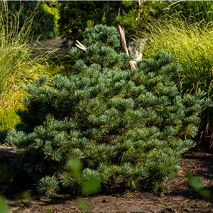 Pinus parviflora 'Negishi'