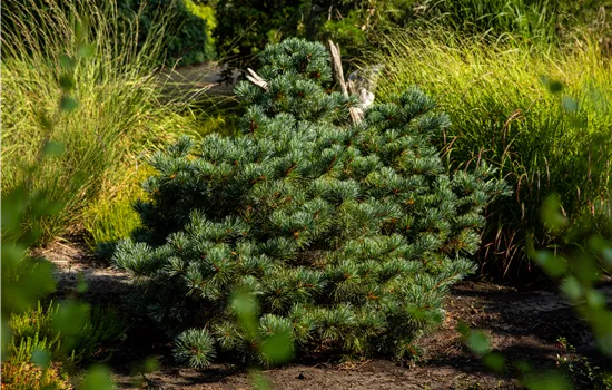 Pinus parviflora 'Negishi'