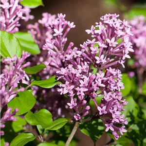 Syringa meyeri 'Palibin' Syringa meyeri 'Palibin'