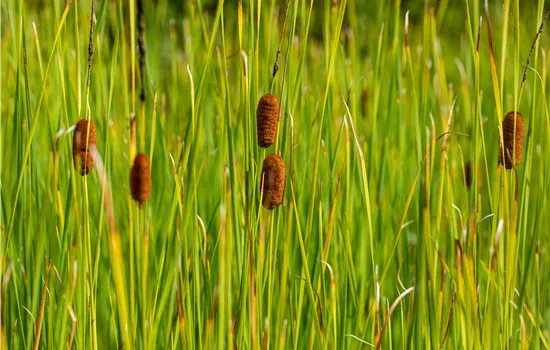 Typha laxmannii Typha laxmannii