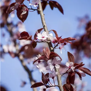 Prunus cerasifera 'Nigra' Prunus cerasifera 'Nigra'
