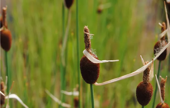 Typha minima Typha minima