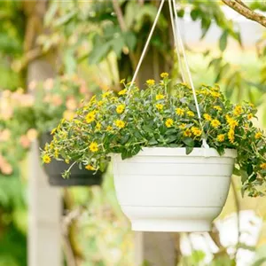 A Hussar's Button for the Summer Balcony A Hussar's Button for the Summer Balcony