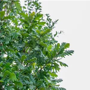 Quercus frainetto Quercus frainetto