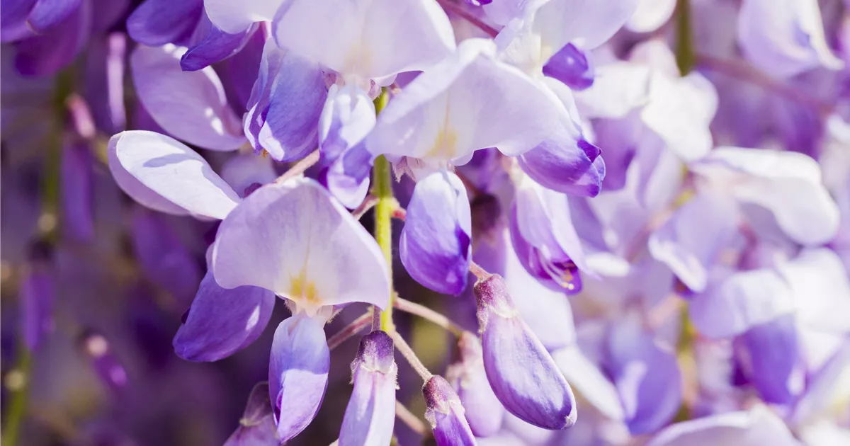 Wisteria floribunda 'Domino'