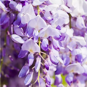 Wisteria floribunda 'Domino' Wisteria floribunda 'Domino'