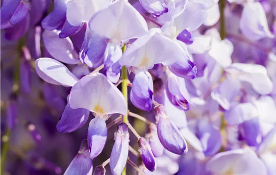 Wisteria floribunda 'Domino' Wisteria floribunda 'Domino'