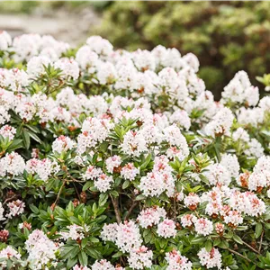 Rhododendron micranthum 'Bloombux' -R- Rhododendron micranthum 'Bloombux' -R-
