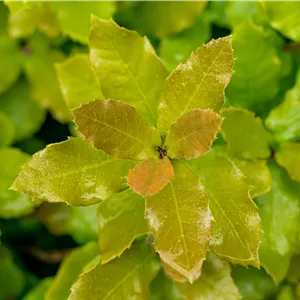 Quercus ilex Quercus ilex