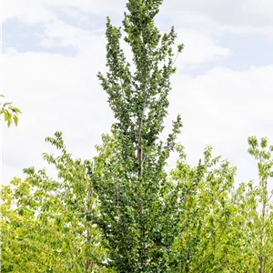 Ulmus 'Columella' -S-