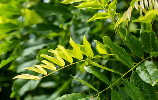 Wisteria floribunda 'Macrobotrys'