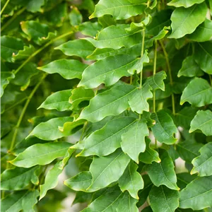 Wisteria floribunda 'Macrobotrys' Wisteria floribunda 'Macrobotrys'