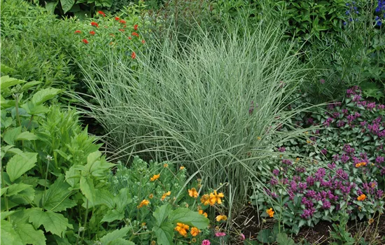 Miscanthus sinensis 'Variegatus'