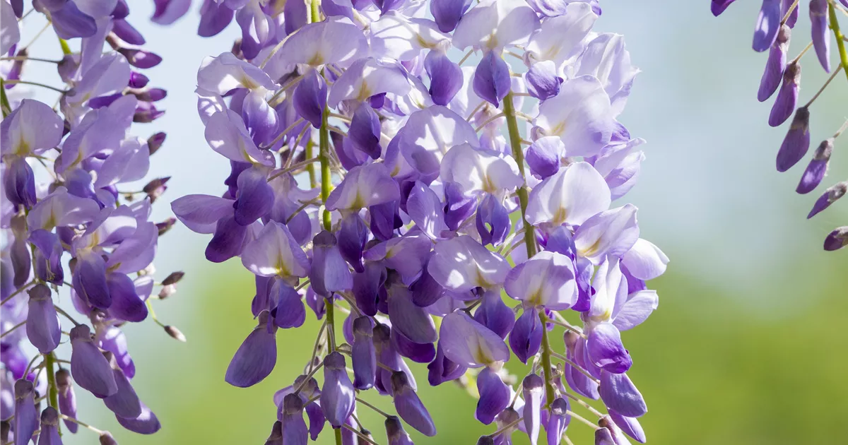 Wisteria sinensis