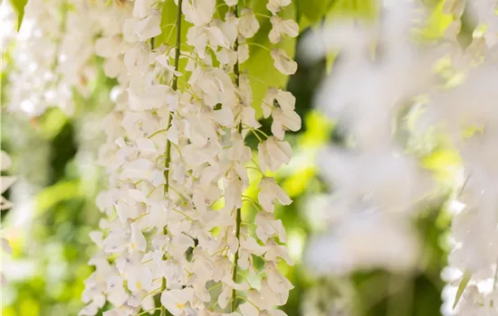 Wisteria sinensis 'Alba'