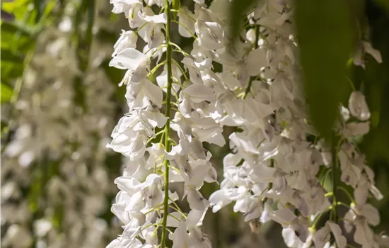 Wisteria sinensis 'Alba' Wisteria sinensis 'Alba'