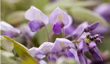 Wisteria sinensis 'Prolific'