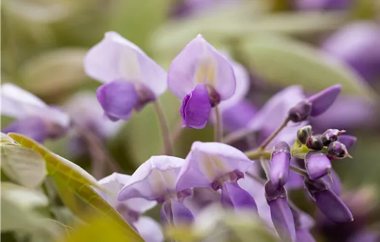 Wisteria sinensis 'Prolific'