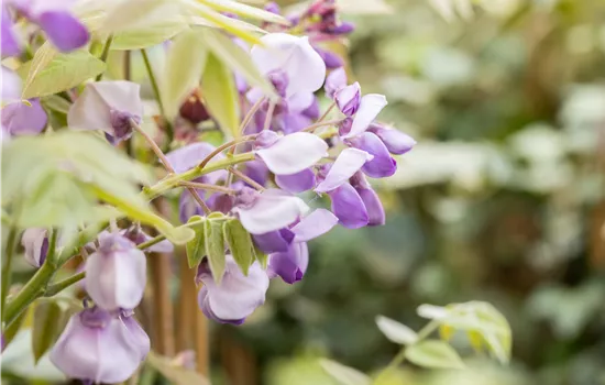Wisteria sinensis 'Prolific' Wisteria sinensis 'Prolific'