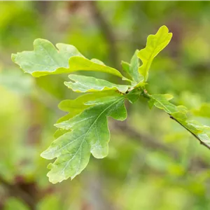 Quercus petraea Quercus petraea