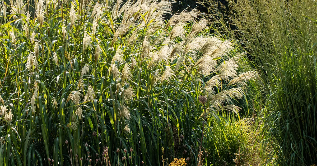 Miscanthus x giganteus 'Aksel Olsen'