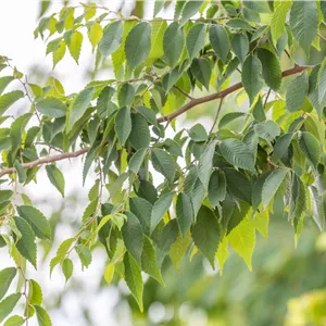 Zelkova serrata