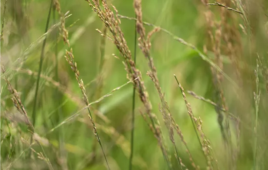 Molinia arundinacea 'Karl Foerster' Molinia arundinacea 'Karl Foerster'