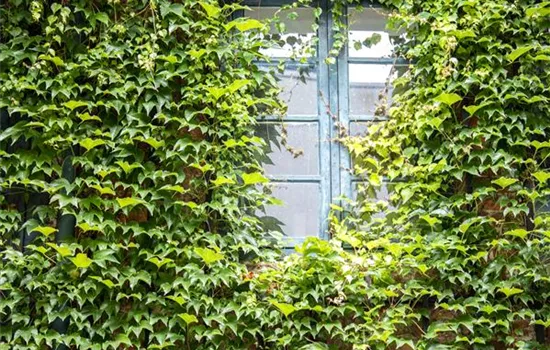 Facade Greening Facade Greening