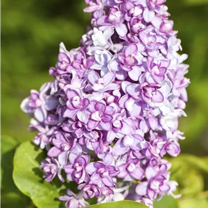 Syringa vulg. i.S. Syringa vulg. i.S.