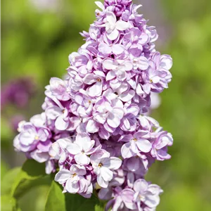 Syringa vulg. i.S.