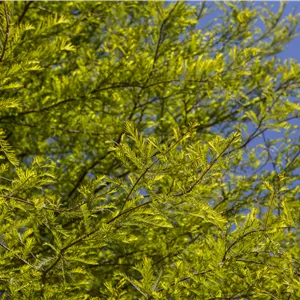 Taxodium distichum Taxodium distichum