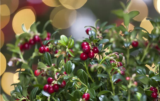 Vaccinium vitis-idaea