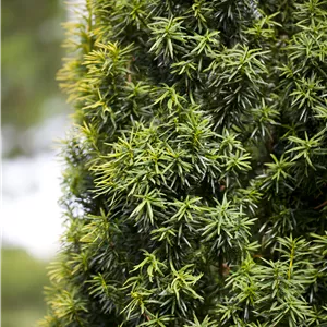 Taxus cuspidata 'Nana' Taxus cuspidata 'Nana'