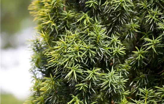 Taxus baccata Taxus baccata