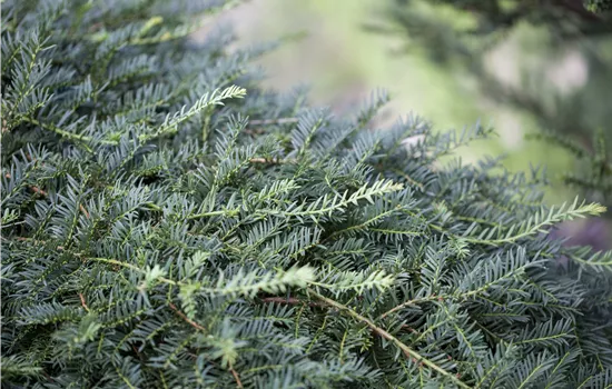 Taxus baccata 'Dovastoniana' Taxus baccata 'Dovastoniana'