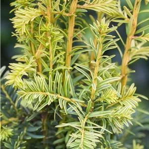 Taxus baccata 'Dovastonii Aurea' Taxus baccata 'Dovastonii Aurea'