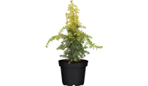 dünger für thuja hecken Thuja Dünger - Mineralischer NPK Flüssigdünger mit Stickstoff main image 1