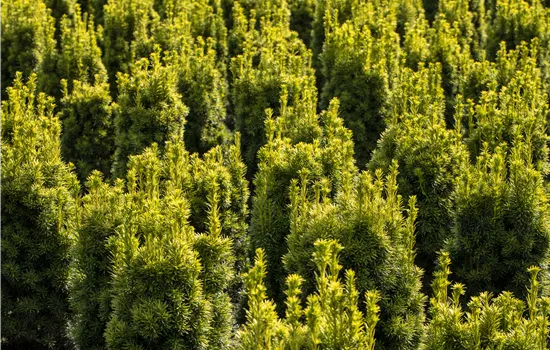 Taxus baccata 'Fastigiata Aureomarginata' Taxus baccata 'Fastigiata Aureomarginata'