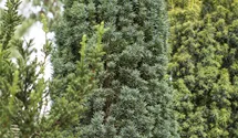 wie dünge ich rhododendron Rhododendron Dünger flüssig 500 ml main image 1