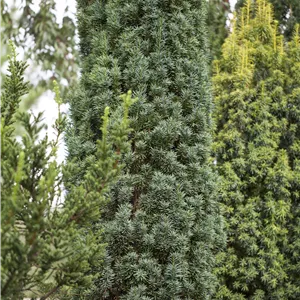 Taxus baccata 'Fastigiata Robusta' Taxus baccata 'Fastigiata Robusta'