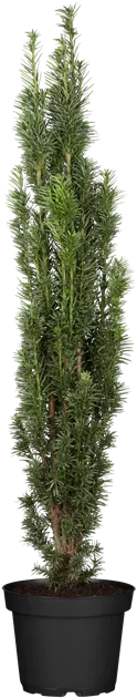 thuja c 10000 Boiron Thuja Occidentalis 30C Wart Removal, 3 Tubes