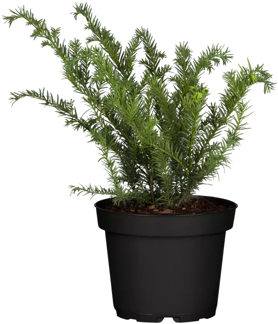 thuja d12 globuli wofr Pflger Thuja D12 Globuli 10 g mit Dosierspender