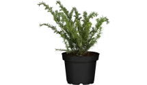 thuja n oligoplex Thuja o. 'Pyramidalis' #5