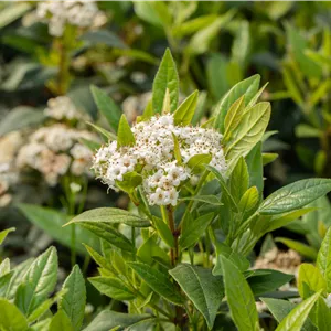 Viburnum 'Pragense' Viburnum 'Pragense'