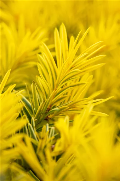 Taxus baccata 'Semperaurea'