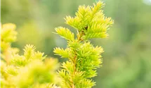 salz für thuja 5x Salz Sorten main image 1