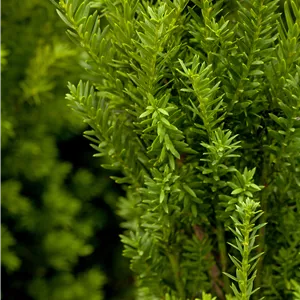 Taxus media 'Hillii' Taxus media 'Hillii'