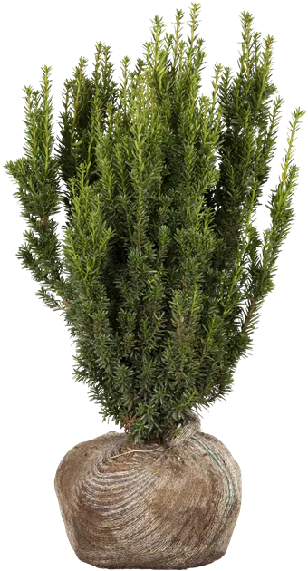 citrus zimmerpflanze Citrus Lemon | 200cm | Online kaufen main image 0