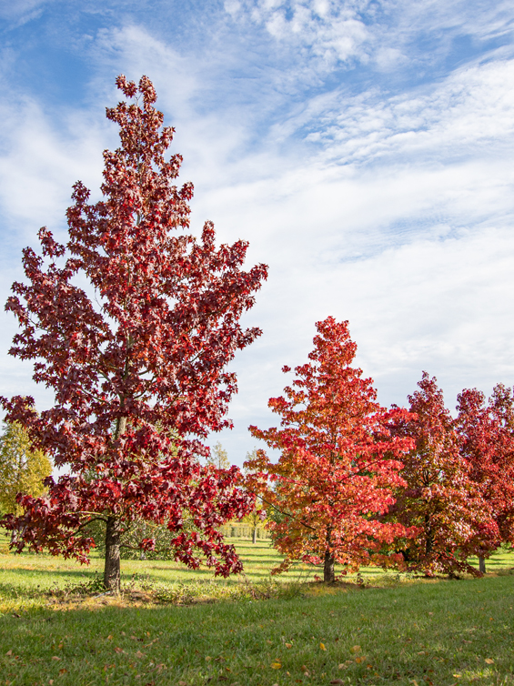 Октябрь: дерево месяца - амбровое дерево